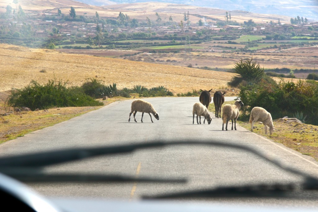 Schafe & Esel auf der Straße bei Maras / Peru