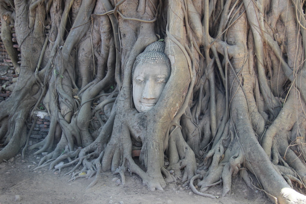 Banyan-Baum mit eingewachsenen, steinernen Buddha-Kopf im Wat Maha That