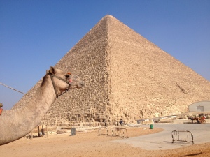 Kamel vor der Cheops-Pyramide