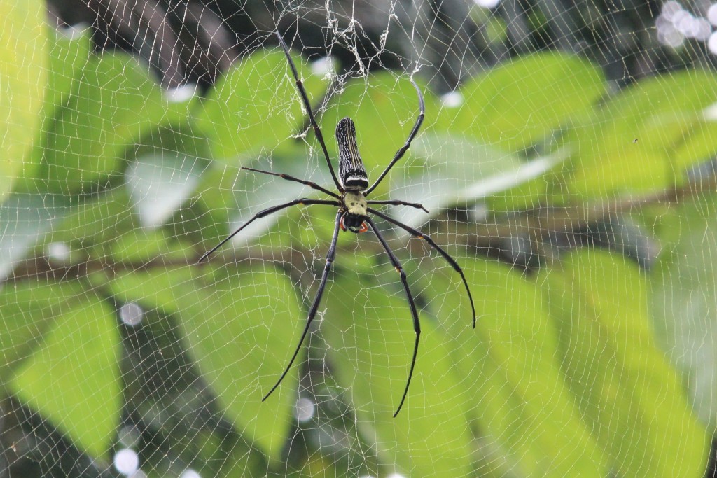 Nix für Arochnophobe! Die Netze der handgroßen Seidenspinnen Nephila Pilipes sind die größten im Spinnenreich.