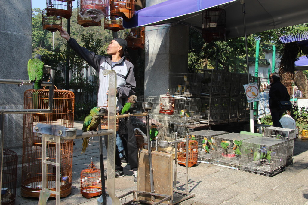 Vogelmarkt in der Yuen Po Street im Stadtteil Mong Kok - Mehr als 70 Händler verkaufen hier farbenfrohe Vögel aus allen Teilen der Welt.