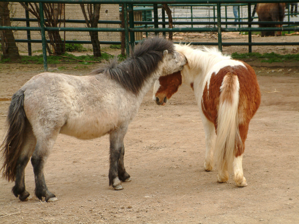 Tiergarten Schönbrunn - Zwei Ponys kämpfen und beißen sich. Auf dem Hinweisschild steht, dass sie besonders friedliebend sind und wegen ihrer Freundlichkeit ideal für den Einsatz mit Kindern... Soso...