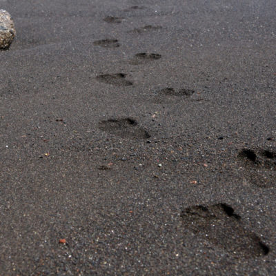 Spuren im schwarzen Sand - dunklem Lavasand auf Teneriffa