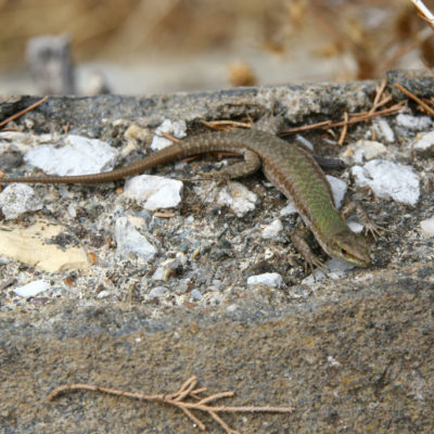 Eidechse auf einer Mauer im Garten der Villa Communale