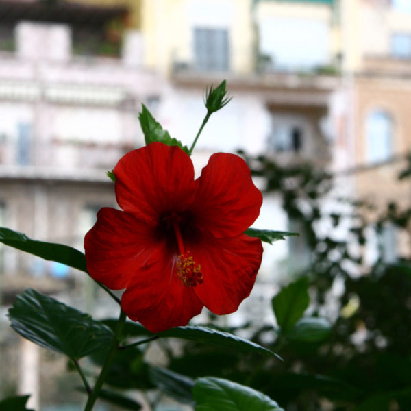 Giardini della Villa Communale - Hibiskusblüte
