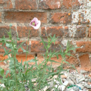 Mauerblümchen in Breslau