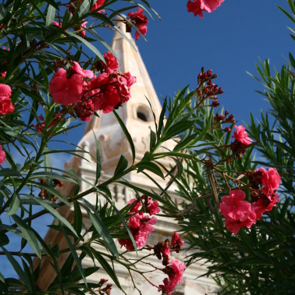 Oleander vor der  Chiesa di san Giuseppe
