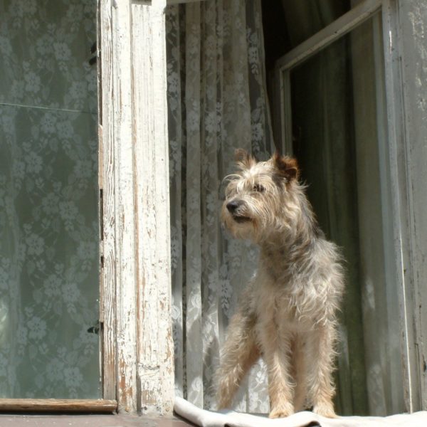 Zotteliger Hund im Fenster