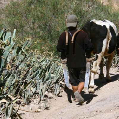 Junge mit Kuh im Colca Canyon