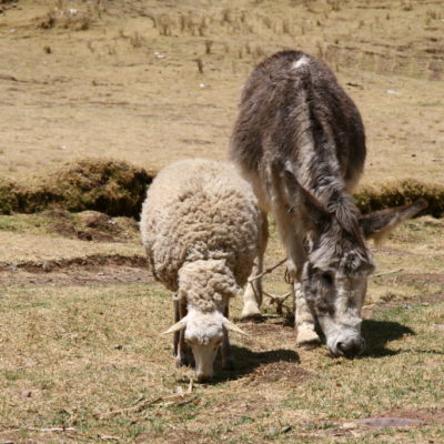 Schaf und Esel beim Weiden