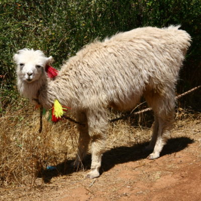 Alpaka bei der Ruinenstätte Saqsayhuaman