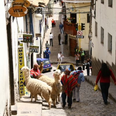 Alpakas in einer steilen Gasse in Cusco