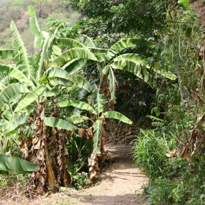 Bananenbäume am Wegesrand zum Machu Picchu