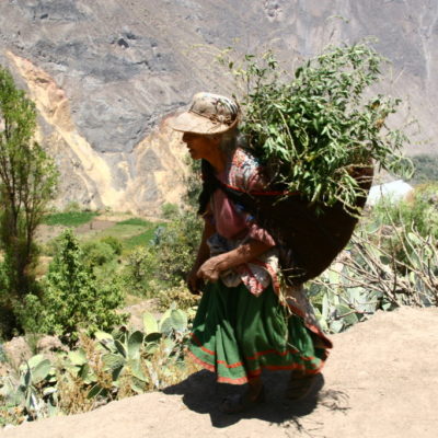 Cañon del Colca - Alte Frau trägt Heu in einem Tuch auf dem Rücken für ihre Tiere