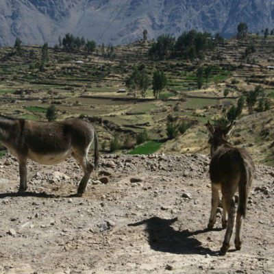 Esel im Colca Canyon / Peru