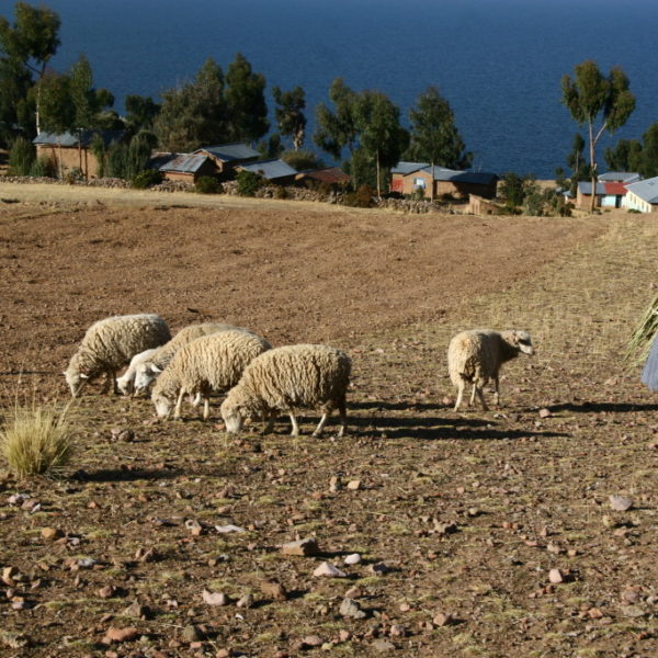 Kleine Schafsherde auf der Insel Amantaní