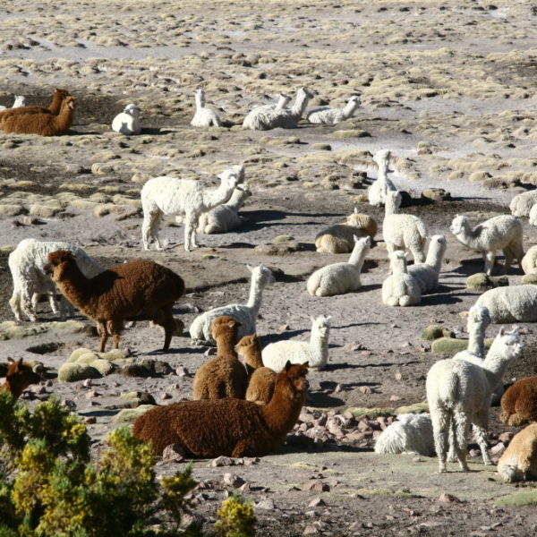 Alpaka-Herde in der Pampa Cañahuas auf 3800m