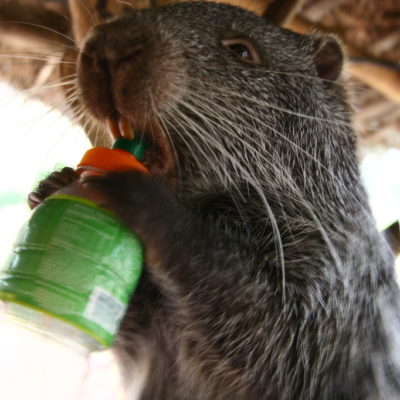 Picuro - Der südamerikanische Nager Paka Cuniculus entdeckt den Vorteil einer Trinkflasche