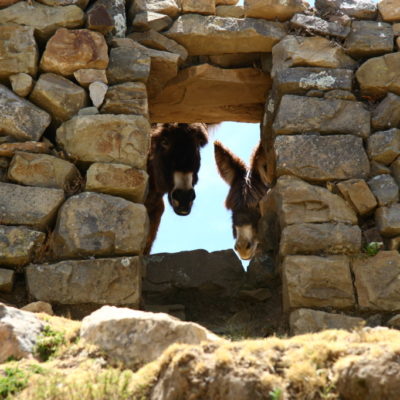 Ruinas de la Isla del Sol- Esel schauen durch SteinfensterEsel schauen durch Steinfenster