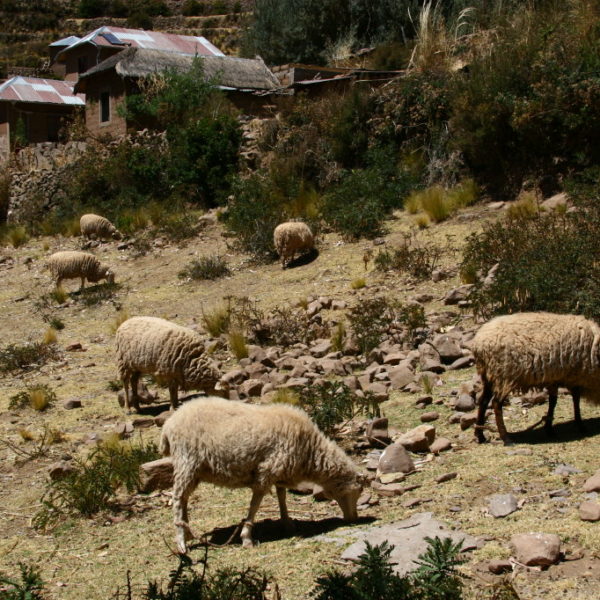 Schafe weiden auf der Insel Amantaní