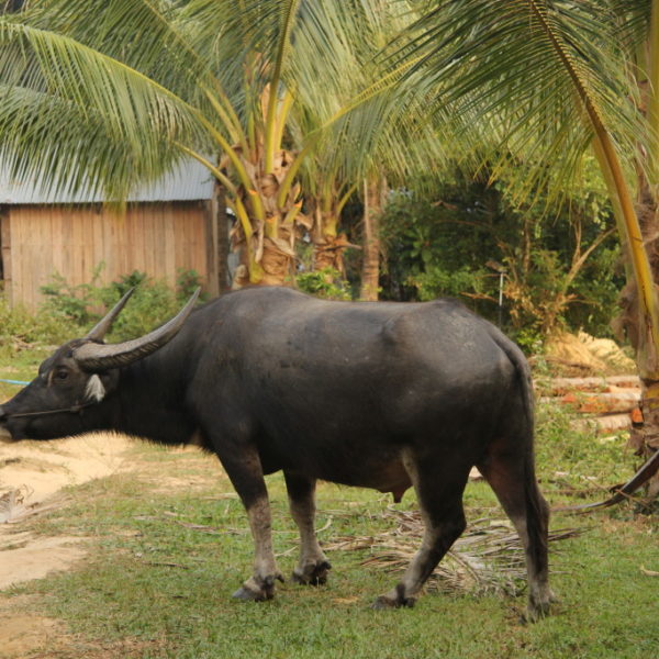 Wasserbüffel auf dem Weg durch den Dschungel von Koh Rong
