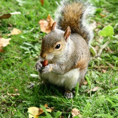 Squirrel - Eichhörnchen im Hyde Park