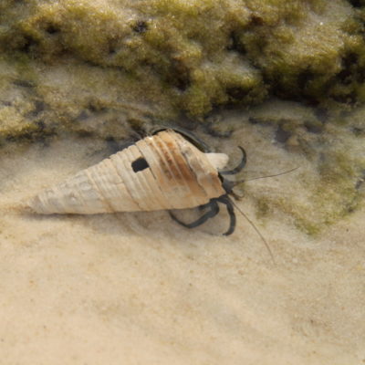 Krabbe am Tui Beach