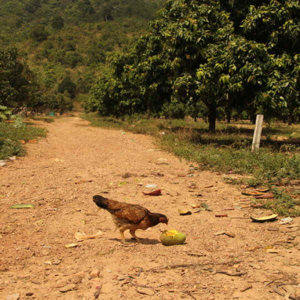 Mangobäume in Kampot - Die süßen Mangos schmecken auch Hühnern