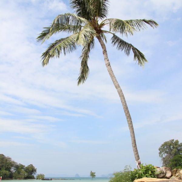 Klong Muang Beach - Strand & Palmen