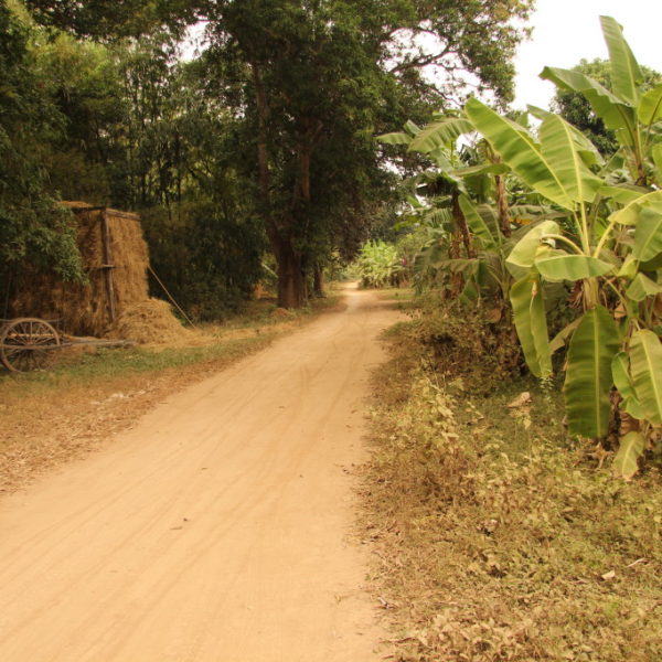 Straße auf Koh Trong - Vorbei an Bananenstauden
