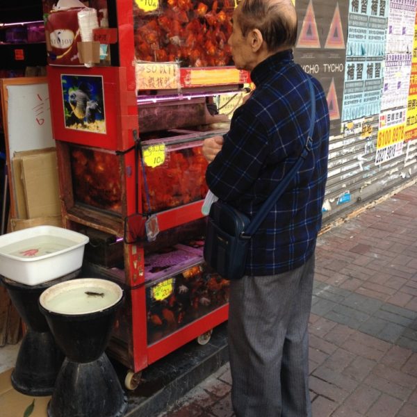 Goldfisch-Markt -  Die Tung Choi Street ist gesäumt von kleinen Läden, in denen farbenfrohe Fische in überfüllten Aquarien schwimmen oder in wassergefüllten Plastiktüten "to go" an die Wände gepinnt sind. Goldfische sollen auch nach der Vorstellung von Feng Shui Glück bringen. 