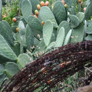Opuntia ficus-indica - Feigenkakteen hinter Stacheldraht