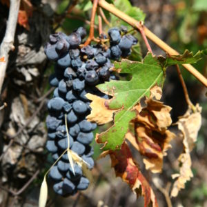 Weintrauben kurz vor der Ernte