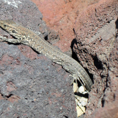 Eidechse im Teide National Park