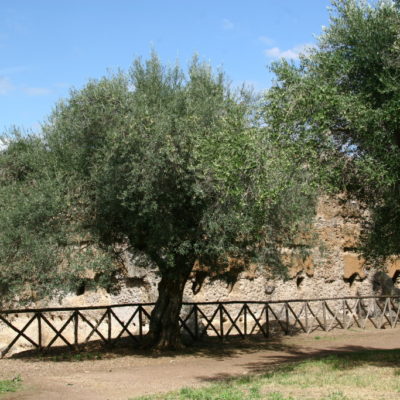 Olivenbäume säumen die Wege in der Villa Adriana