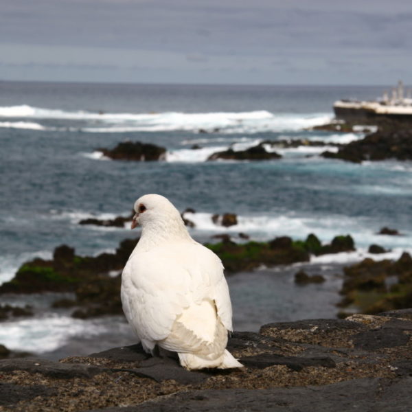 Weiße Friedenstaube vor der Küste von Puerto de la Cruz