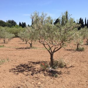 Olivenhain in der Nähe von Valensole