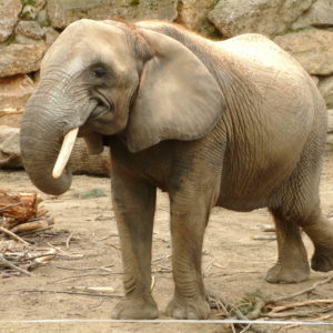 Tiergarten Schönbrunn - Elefant