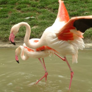 Tiergarten Schönbrunn - Flamingos beim Liebesspiel