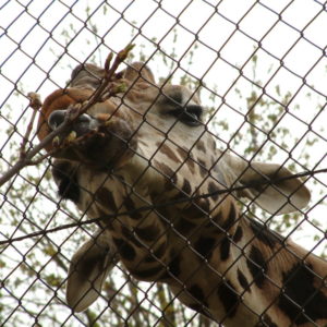 Tiergarten Schönbrunn - Giraffe