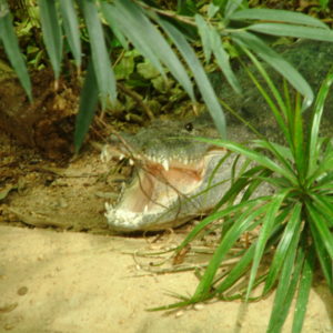 Tiergarten Schönbrunn - Krokodil