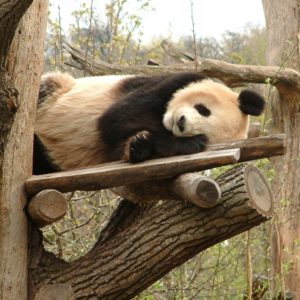 Tiergarten Schönbrunn - Pandabär