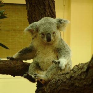 Tiergarten Schönbrunn - Verschlafener Koala