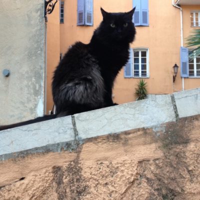 Catcontent - Schwarze Katze auf der Mauer