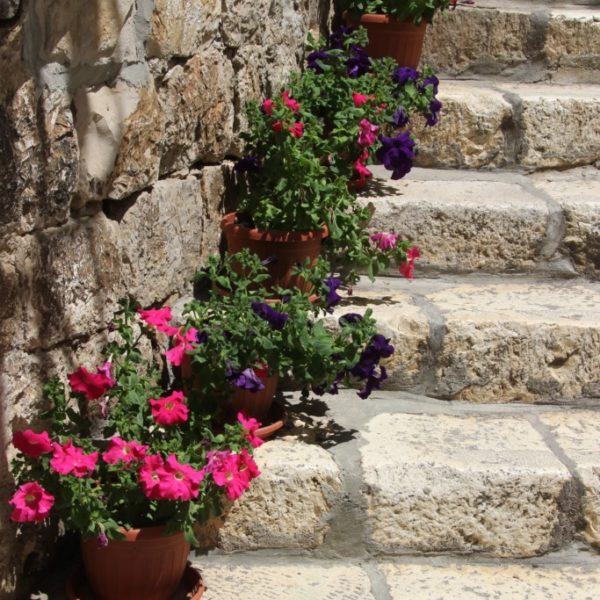 Blumentöpfe auf einer Steintreppe in Dubrovnik