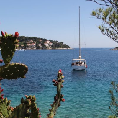Segelschiff vor der Insel Hvar - Türkisblaues Wasser und blühende Opuntien 